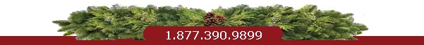 Footer Image
