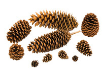 cones