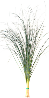beargrass