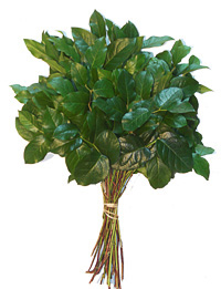 salal